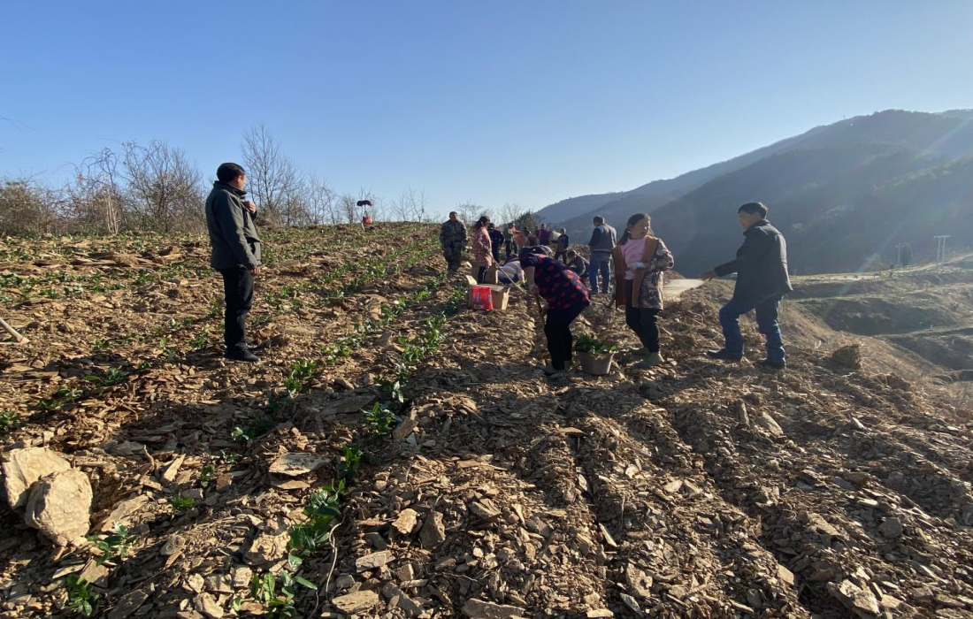 绿叶凝晨露 荒山披新衣——百亩茶园托起二堂村振兴新希望1.png