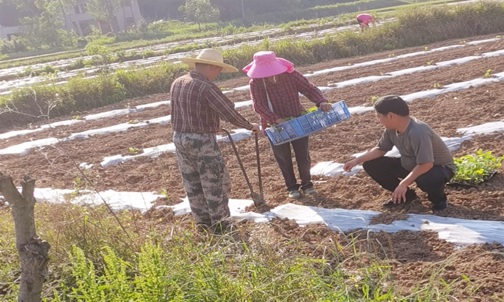 现场种植照片2 (2).jpg 现场种植照片2 (2).jpg