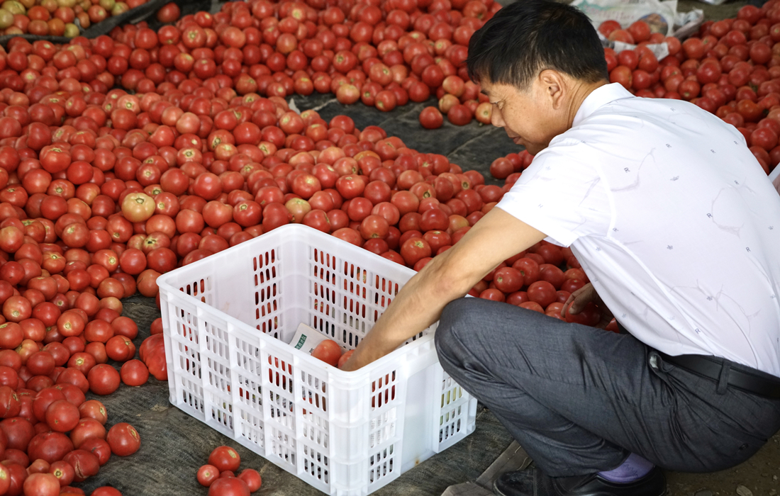 采收装箱1.jpg 采收装箱1.jpg