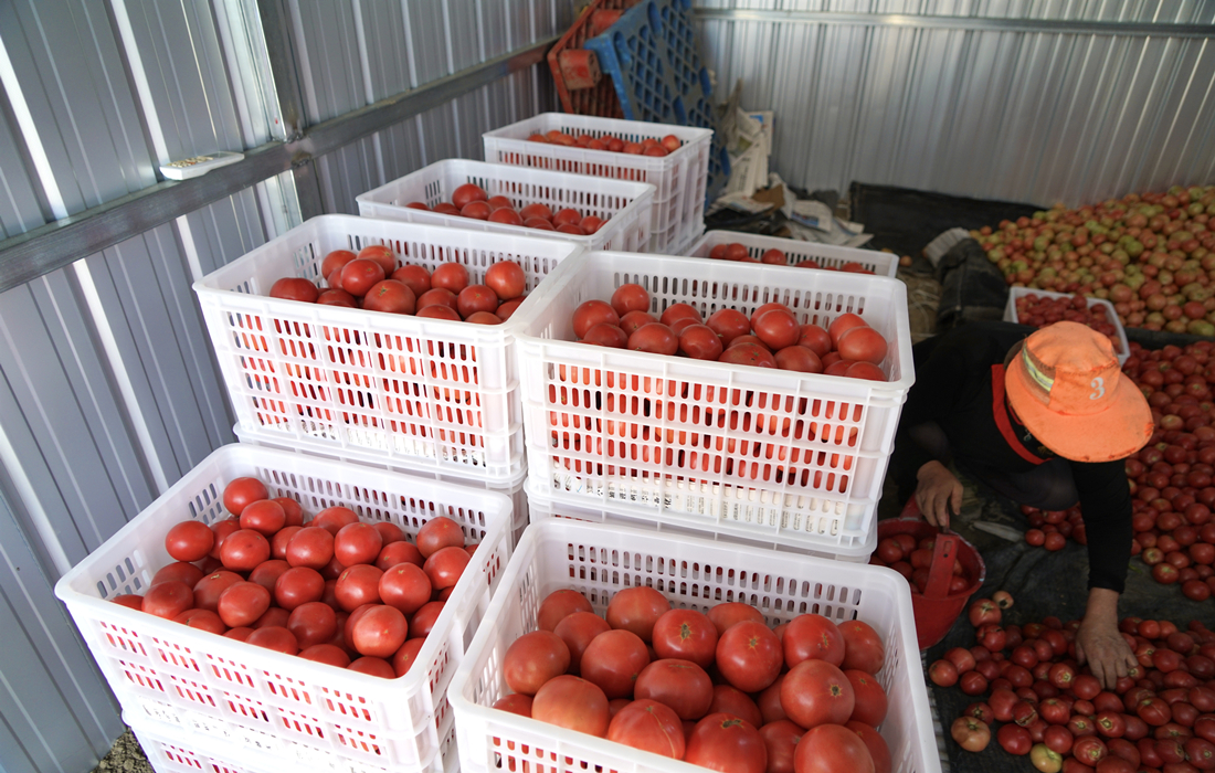 采收装箱2.jpg 采收装箱2.jpg