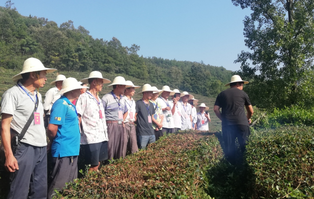 图1-茶山官网.jpg 图1-茶山官网.jpg